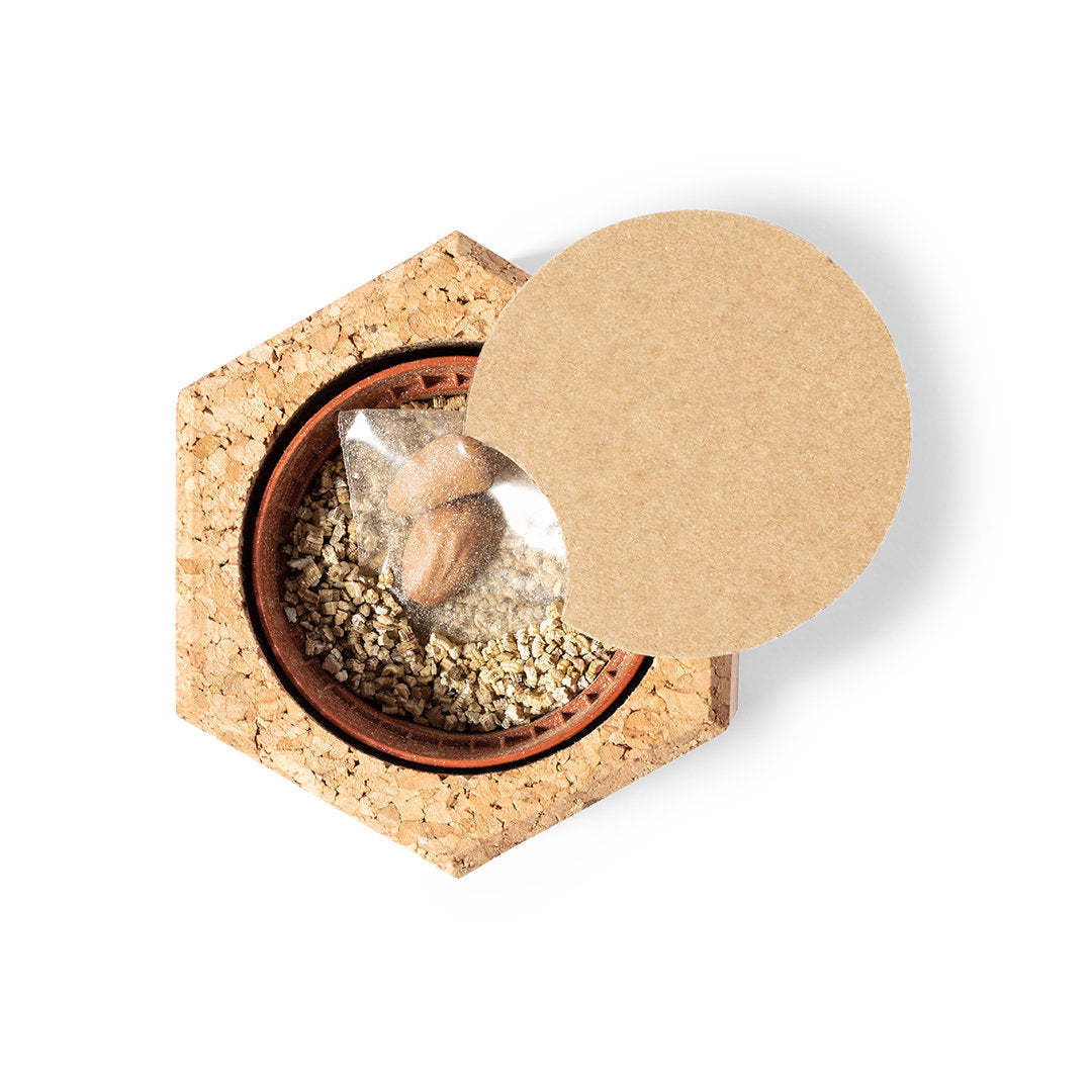 Blumentopf Kiefernsamen