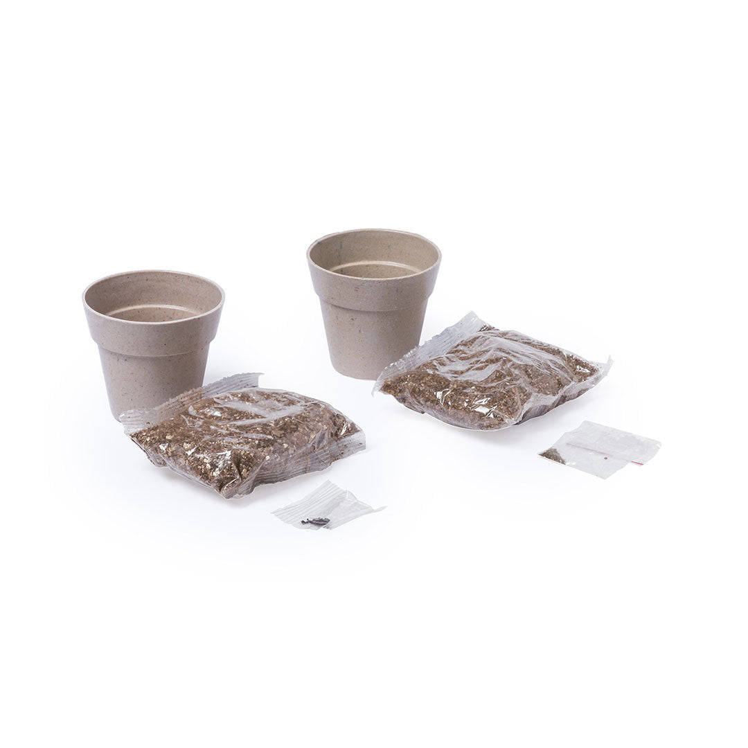 Pflanze - 2 Töpfen mit Pfefferminzsamen